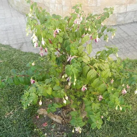 Jp Alloggio in famiglia *